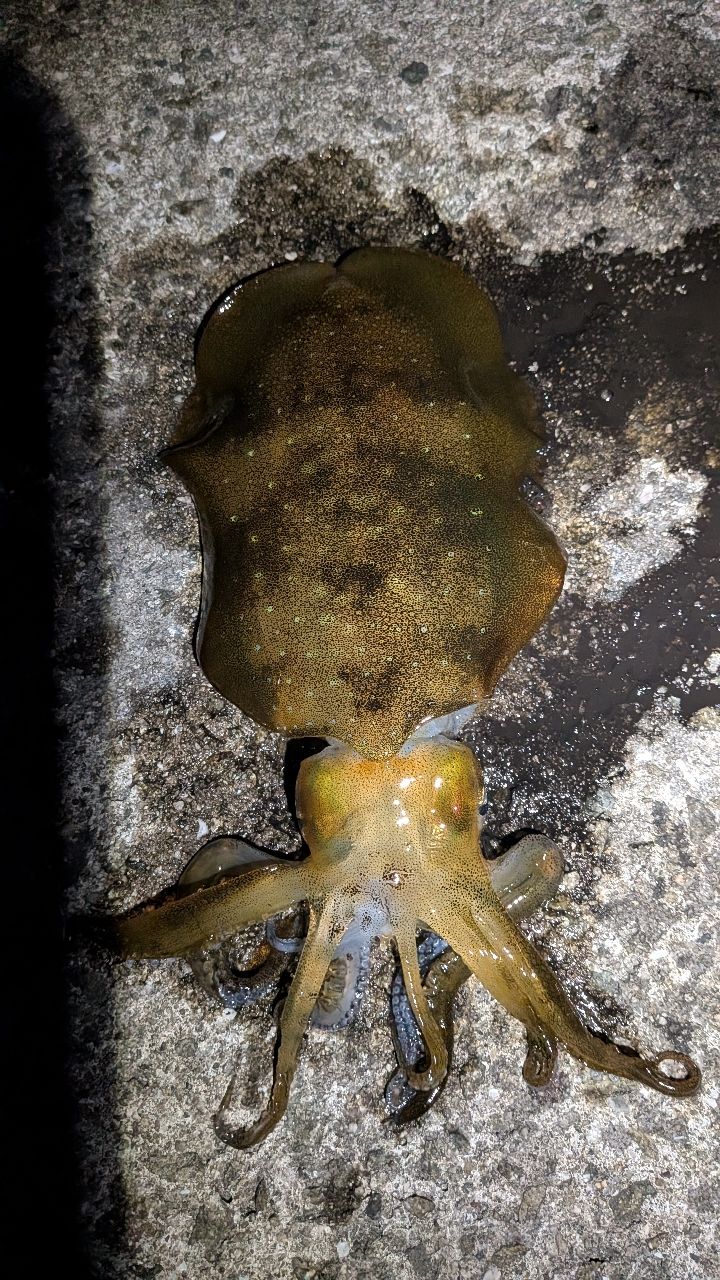 アオリイカの釣果写真
