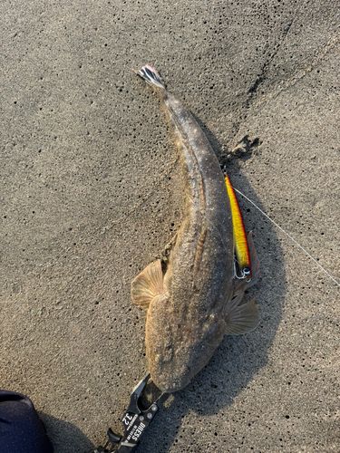 マゴチの釣果