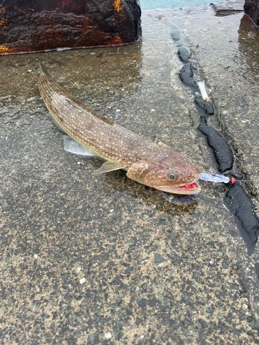 エソの釣果
