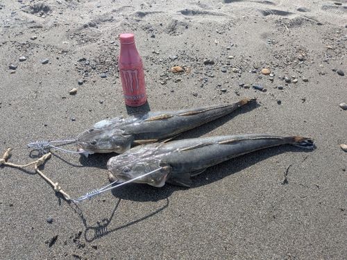マゴチの釣果