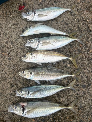 マアジの釣果