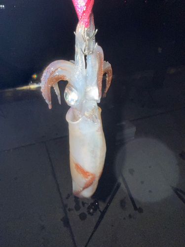 マメイカの釣果