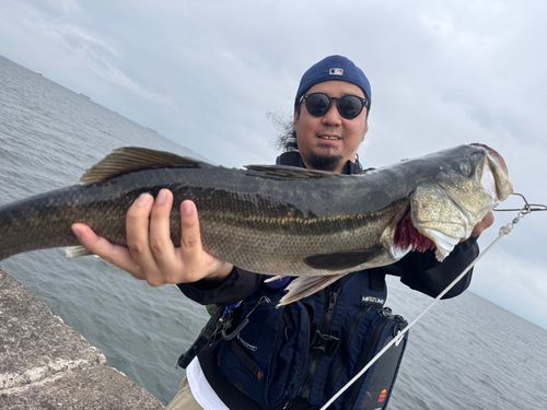 スズキの釣果