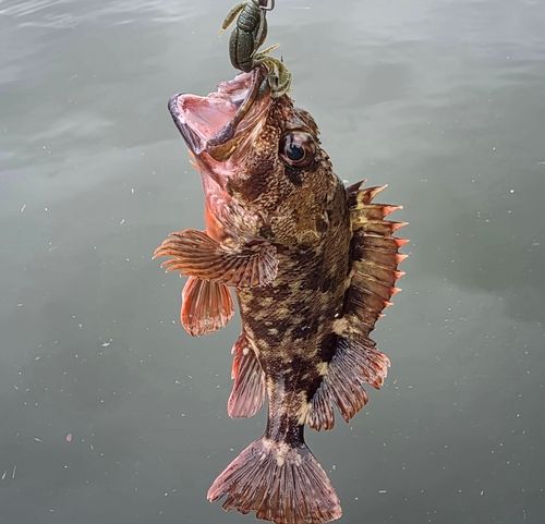 ガシラの釣果