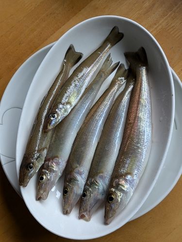 シロギスの釣果