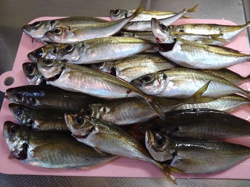 マアジの釣果