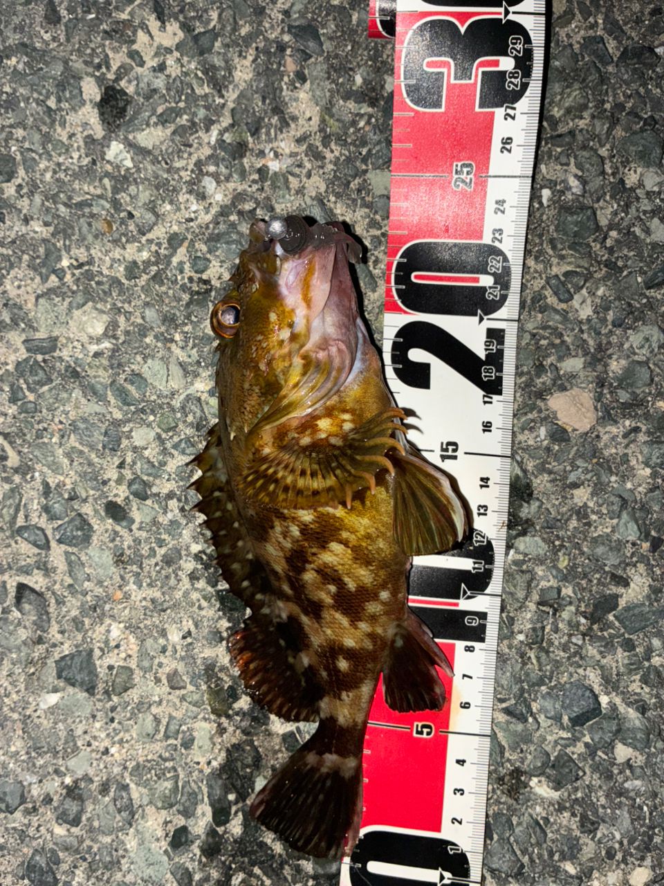 AbuGarcia ソルティーステージ プロトタイプ ベイトフィネス XLRC