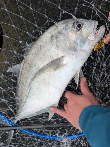 メッキの釣果