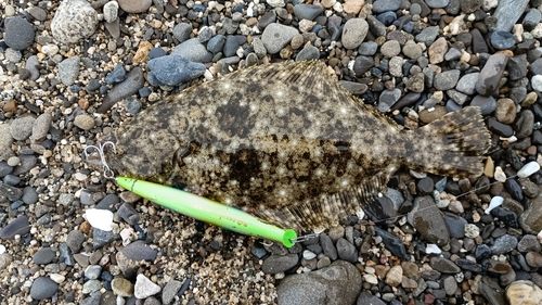 ヒラメの釣果