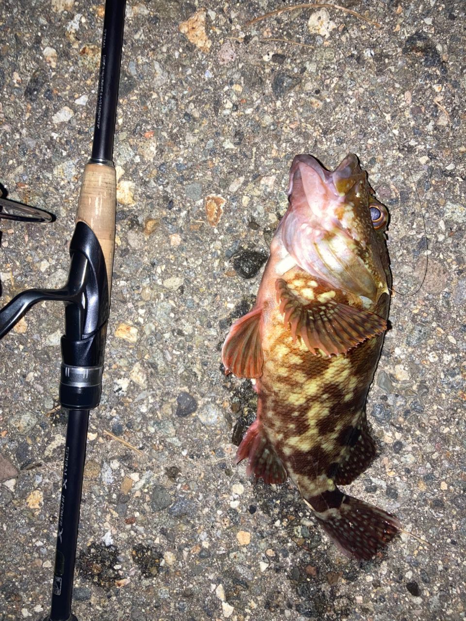 SHIMANO 19ブレニアス S78MLの最安値・インプレ・釣果 | 本音の口コミ