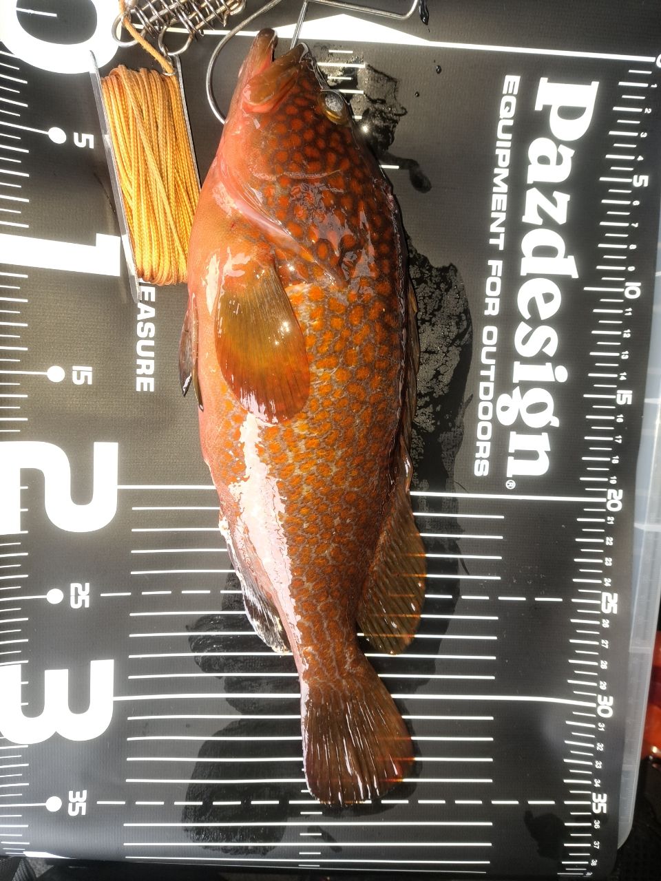 DAIWA 21ラブラックス AGS 100Mの最安値・インプレ・釣果 | 本音の
