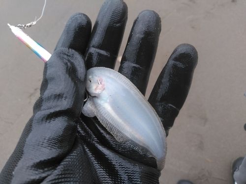 シタビラメの釣果