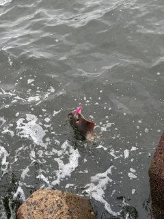 エイの釣果