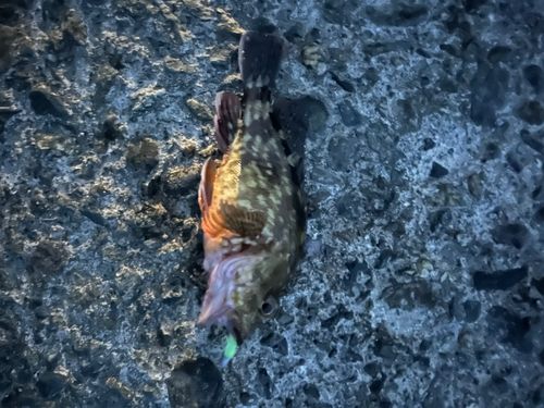 カサゴの釣果