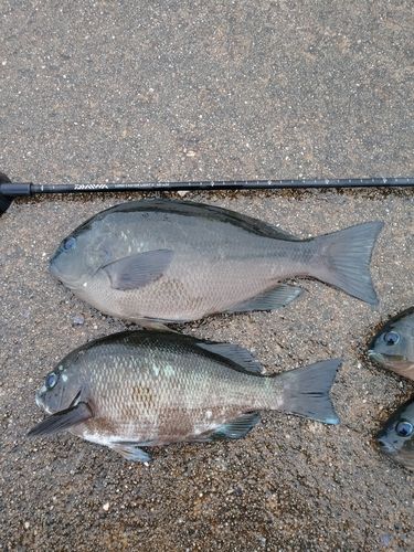 メジナの釣果