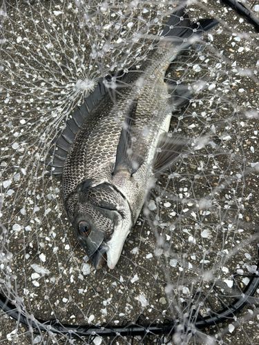クロダイの釣果