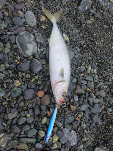 ワカシの釣果