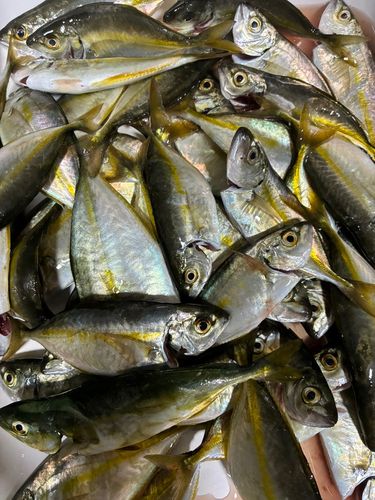 シマアジの釣果