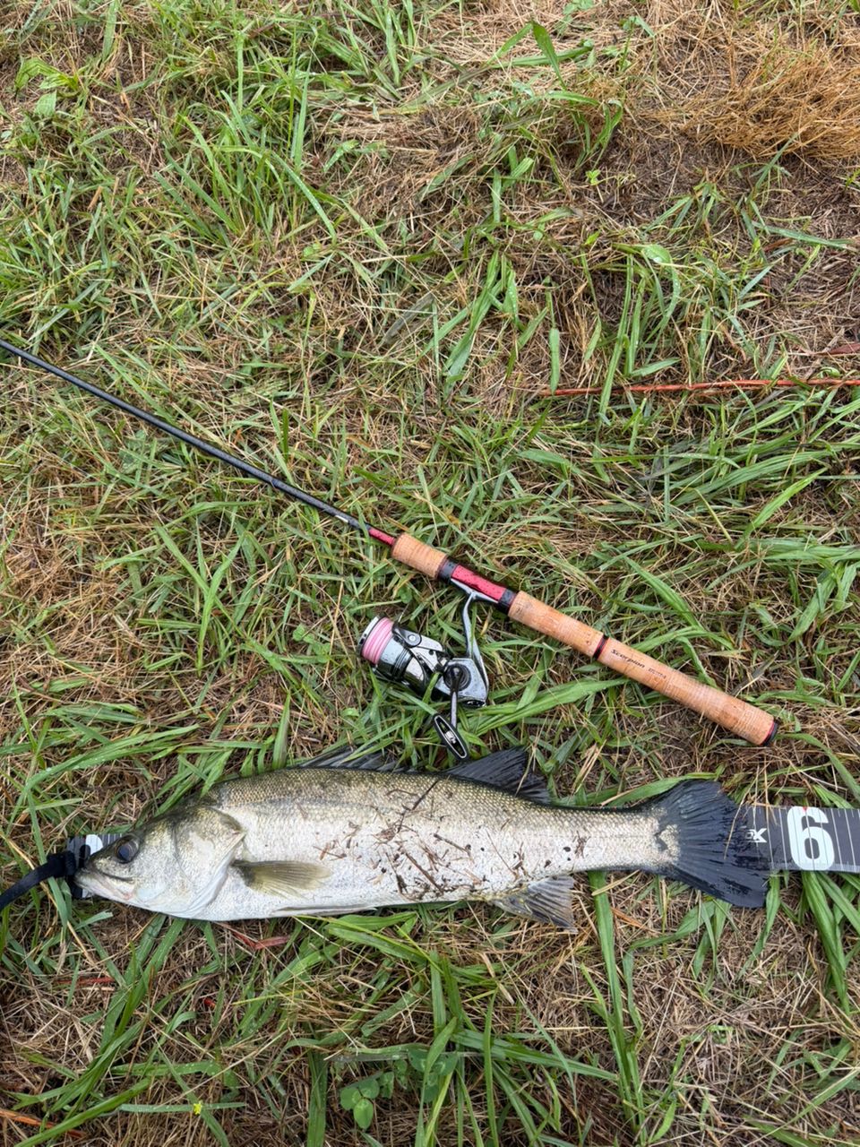 シーバスの釣果写真