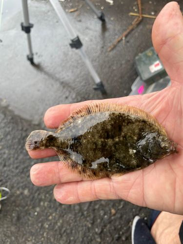 カレイの釣果