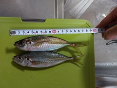 アジの釣果