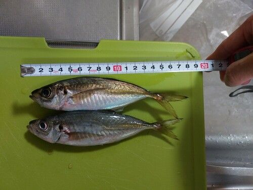 アジの釣果