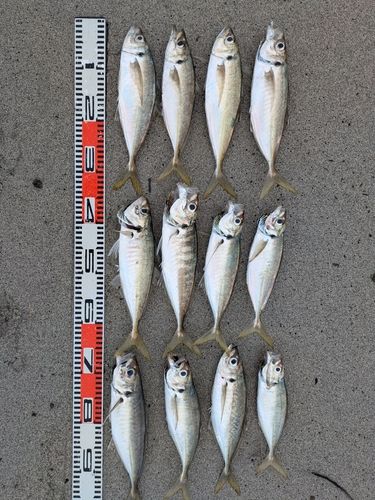 アジの釣果