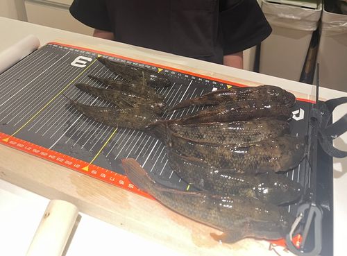 ハゼの釣果