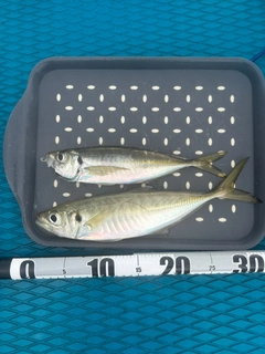 マアジの釣果