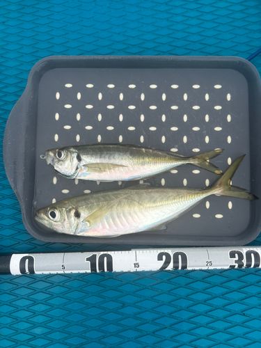 マアジの釣果