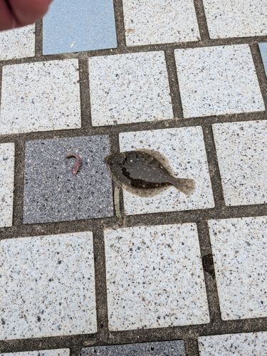 カレイの釣果