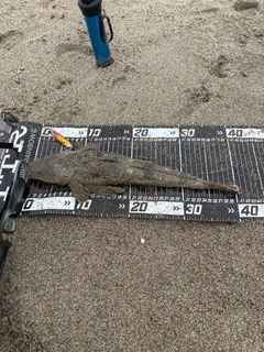 マゴチの釣果