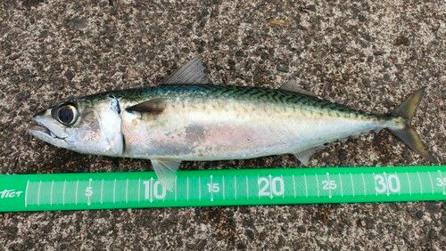 サバの釣果