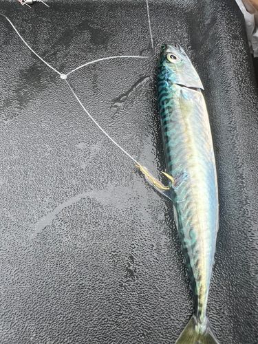 サバの釣果