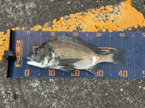 チヌの釣果