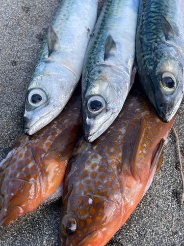 キジハタの釣果