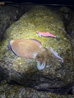コウイカの釣果