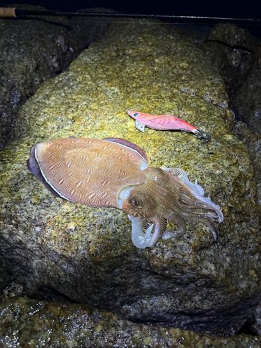 コウイカの釣果