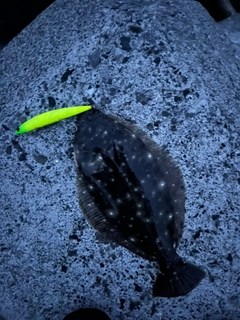 ヒラメの釣果