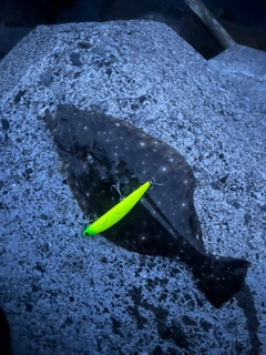 ヒラメの釣果
