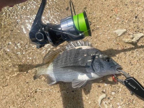 ミナミクロダイの釣果