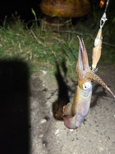 マメイカの釣果