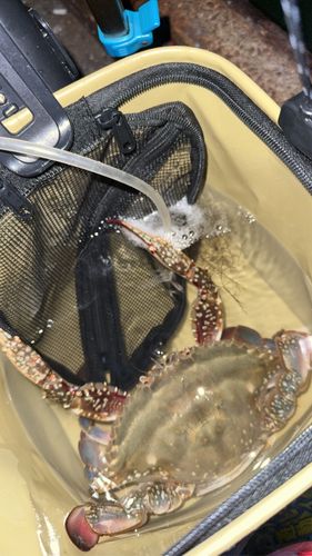 ワタリガニの釣果