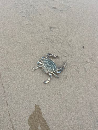 カニの釣果