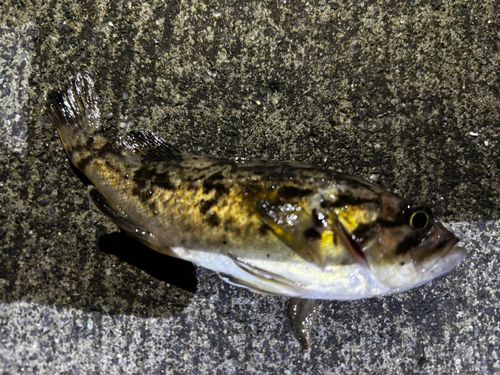 ソイの釣果