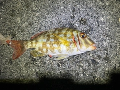 ハナフエフキの釣果