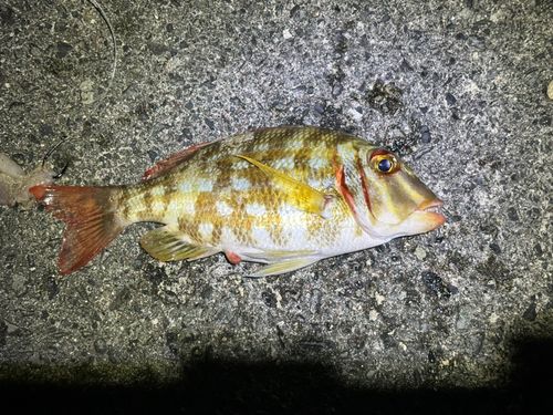ハナフエフキの釣果