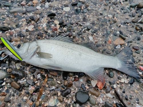 ヒラスズキの釣果