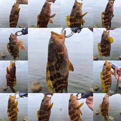 キジハタの釣果