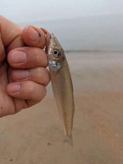 シロギスの釣果